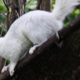 Rare white squirrel seen hopping around backyard in Bloomfield Twp.