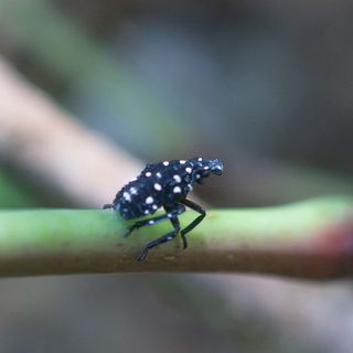 Did you ‘spot’ that bug? Now smash it. Marylanders encouraged to watch out for spotted invasive species - WTOP News