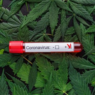 Scientists believe cannabis could help prevent and treat coronavirus