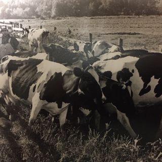 Milking Cows and Making Cream