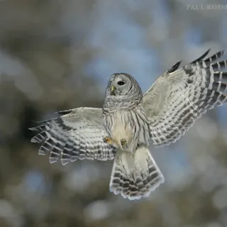 Bird Photography, Bird Portraits | PhotographyTalk