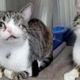 Special Cat with One Eye and Nostril Shows All Heart, Finds Loving Home