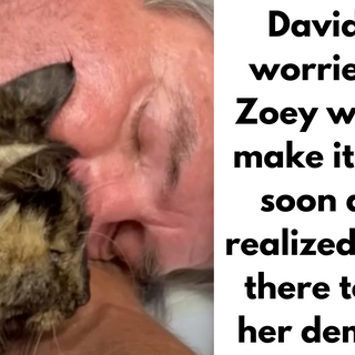 Man Crawls Into Cat’s Crate to Comfort Her in Case She Doesn’t Survive