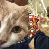 Adorable Cat Showers New Owner with Kisses to Mark His Adoption