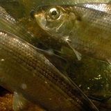 How DNA in the Water Helps Us Track River Herring