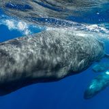 How scientists are piecing together a sperm whale ‘alphabet’