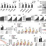 O-GlcNAc transferase promotes influenza A virus–induced cytokine storm by targeting interferon regulatory factor–5