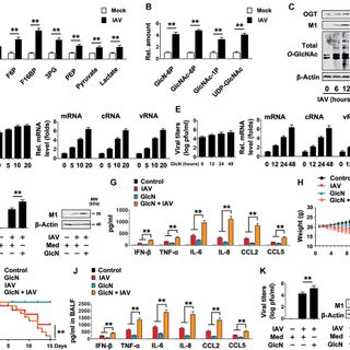 O-GlcNAc transferase promotes influenza A virus–induced cytokine storm by targeting interferon regulatory factor–5