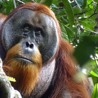 Orangutan observed treating wound using medicinal plant in world first | CNN