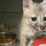 Tempe family saved baby fox that followed them home