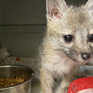 Tempe family saved baby fox that followed them home