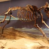 Dire Wolves Were Real