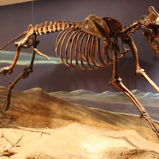 Dire Wolves Were Real