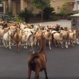 Massive Horde Of Goats Escapes, Runs Amok In California Neighborhood — HuffPost