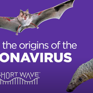 VIDEO: Virus Hunters Seek To Solve The Mystery Of Coronavirus Origins