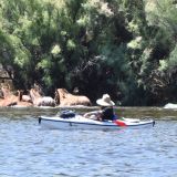 Video shows man on kayak chasing wild horses on Salt River