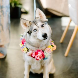 Pawsitively Perfect: 10 Ways to Honor Your Dog in Your Wedding