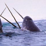 Scientists Record Rarely Heard Sounds Made by Narwhals