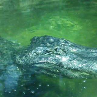 World mourns death of Mississippi alligator, WWII survivor rumored to have belonged to Hitler