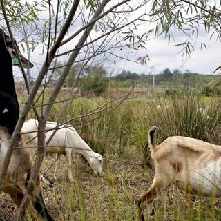 Grazing Goats Abound: Madison Parks Division Hires Herd To Remove Invasive Plants