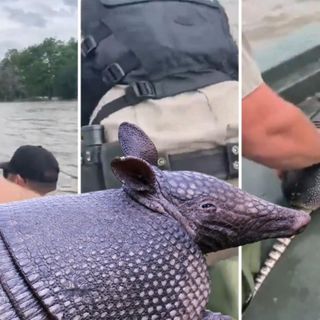 Watch Sheriff Deputies Save Armadillo from Texas Flood