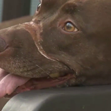 Caitlyn the dog happy and healthy 5 years after arrival at Charleston Animal Society