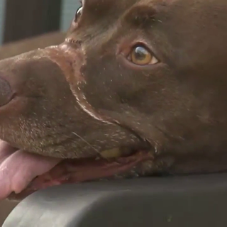 Caitlyn the dog happy and healthy 5 years after arrival at Charleston Animal Society