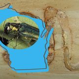 Tree-Killing Pest Spreads Across Wisconsin- Infects Two More Counties