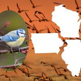 Millions of Birds are Migrating Over Iowa, Illinois, & Wisconsin