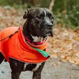 I’m a dog mum and these are the best treats for walkies