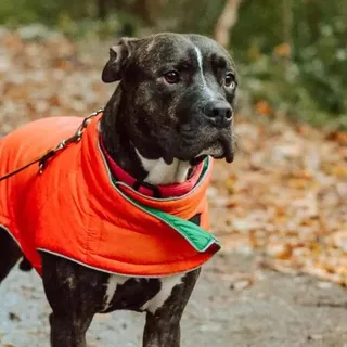 I’m a dog mum and these are the best treats for walkies