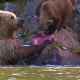 Alaska's Controversial Pebble Mine Was Dead. Not Anymore. | FRONTLINE