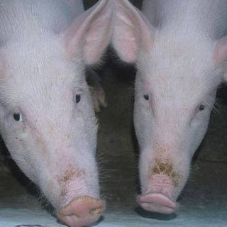 Citing swine fever, China bans pork imports from India