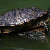 Help protect turtles on the move in Wisconsin