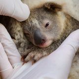 An Australian wildlife park welcomes its first baby koala after the devastating bushfires