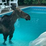 Ottawa man shocked to find moose in swimming pool