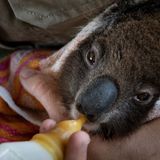 The Great Koala Rescue Operation