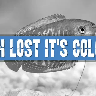 Fish Color Loss in Aquariums: Causes and Solutions