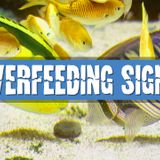 Overfeeding Aquarium Fish: Signs, Recognition, and Prevention