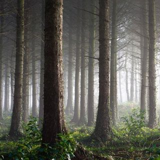 Because of Rising CO 2 , Trees Might Be Warming the Arctic