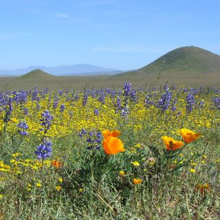 Trump Administration OKs Drilling in California’s Largest Grassland