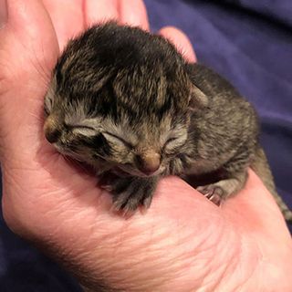 Meet Biscuits and Gravy, the two-faced Oregon kitten