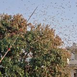 India is using drones and fire trucks to fight its worst locust invasion in almost 30 years | CNN