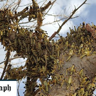 Catch locusts and sell them as chicken feed, Pakistan tells farmers battling pest plague