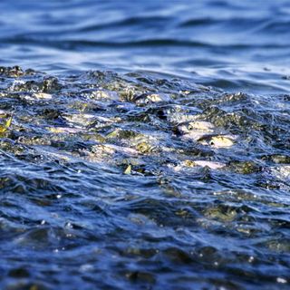 The battle for menhaden: corporate greed threatens the Chesapeake Bay • Virginia Mercury