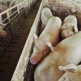 Farmers Find Ways To Save Millions Of Pigs From Being Euthanized