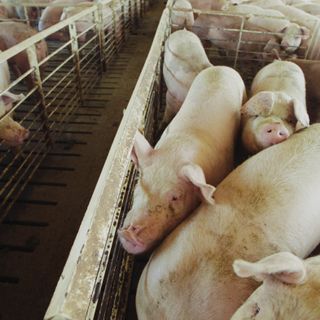 Farmers Find Ways To Save Millions Of Pigs From Being Euthanized