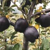 Black Fruit Hanging from a Tree: Introduction to Lynching