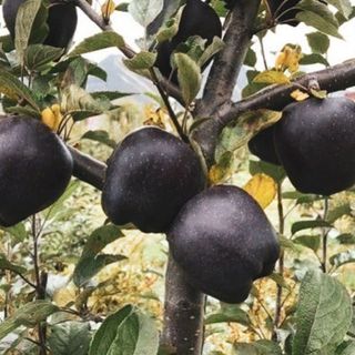 Black Fruit Hanging from a Tree: Introduction to Lynching