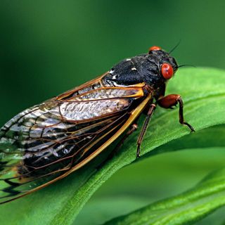 Cicadas Are Delightful Weirdos You Should Learn to Love